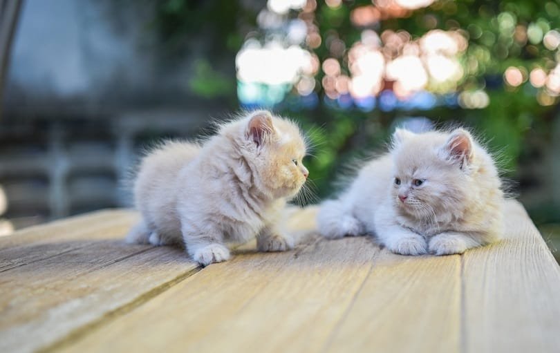 munchkin kittens for sale near me