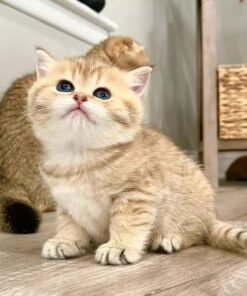 scottish fold kittens