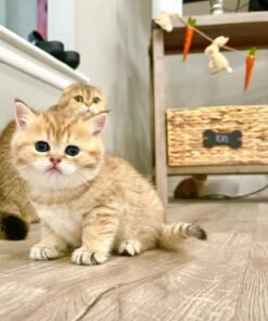 scottish fold kittens