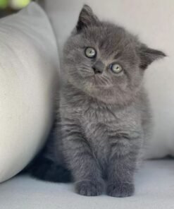 buy scottish fold