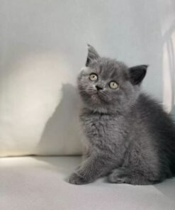 buy scottish fold