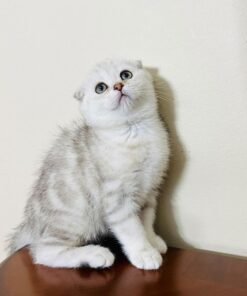 scottish fold cats