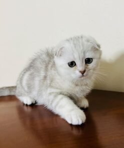 scottish fold cats