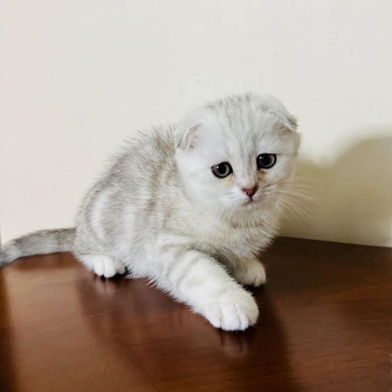 Scottish Fold Kittens For Sale - Adopt From Munchkin Cat Cattery