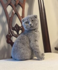 blue scottish fold kittens