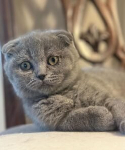 blue scottish fold kittens