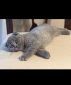 blue scottish fold kittens