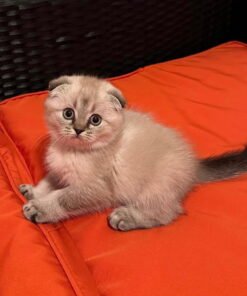 scottish fold