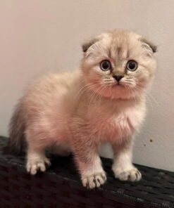 scottish fold