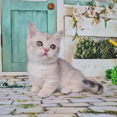 Munchkin Cat For Sale - Munchkin Kittens For Sale