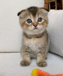 munchkin cats for sale