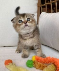 munchkin cats for sale