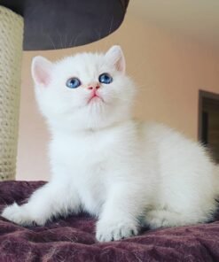 buy munchkin cats