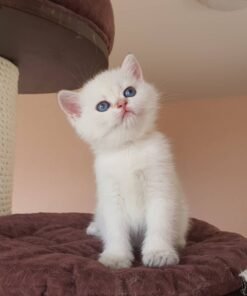 buy munchkin cats