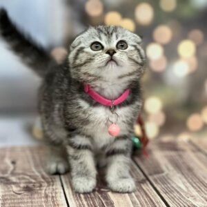 munchkin cats for sale