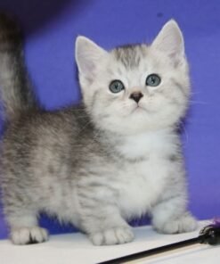 Munchkin cats