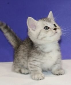 Munchkin cats