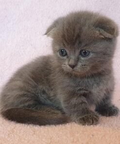 blue munchkin cat