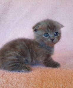 blue munchkin cat