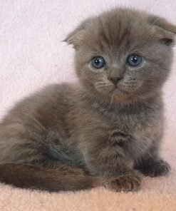 blue munchkin cat