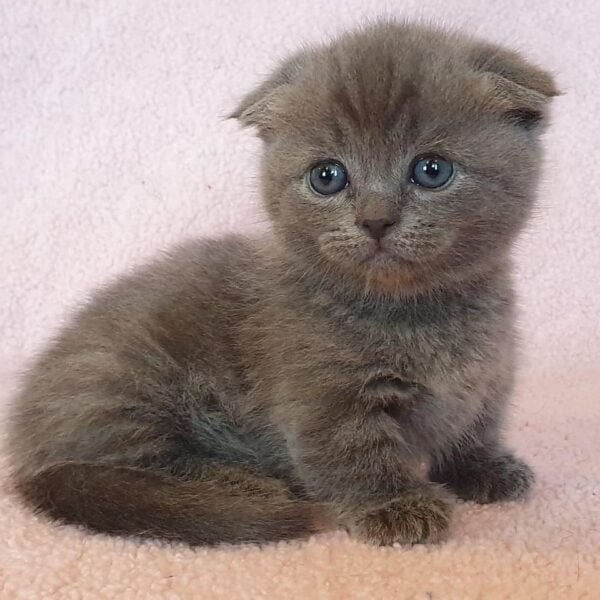 Available Munchkin Kittens Page 2 Of 2 Munchkin Kittens For Sale Available Munchkin Kittens Page 2 Of 2 Munchkin Kittens For Sale