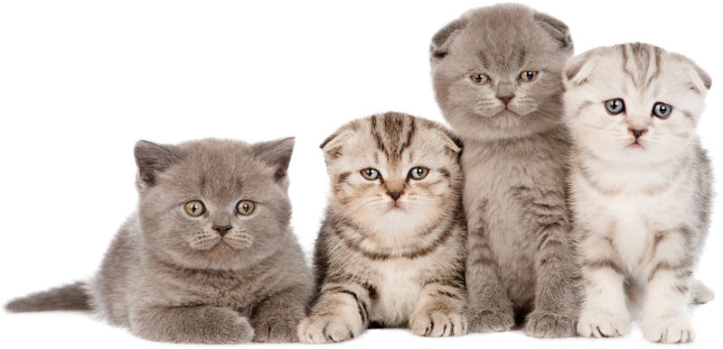 Scottish Fold Kittens For Sale