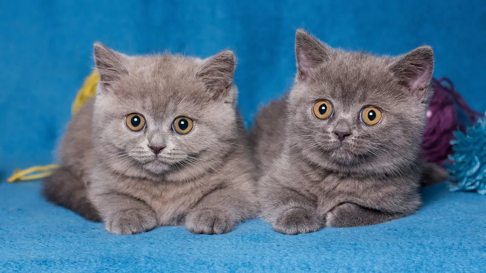 fluffy Munchkin cats