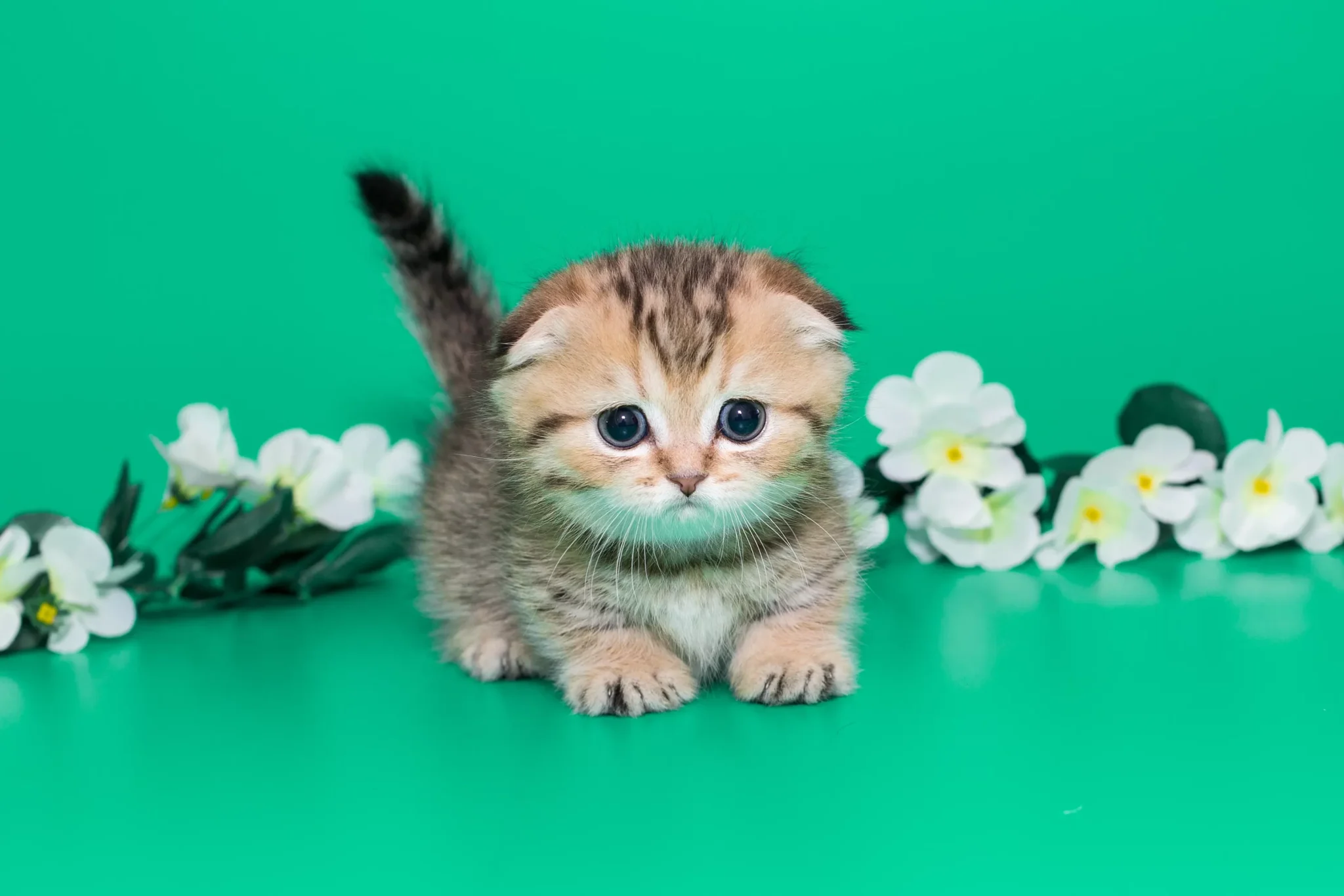 munchkin cat for sale