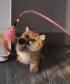 munchkin kitten