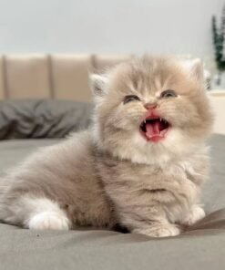Munchkin cat