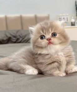 munchkin kittens