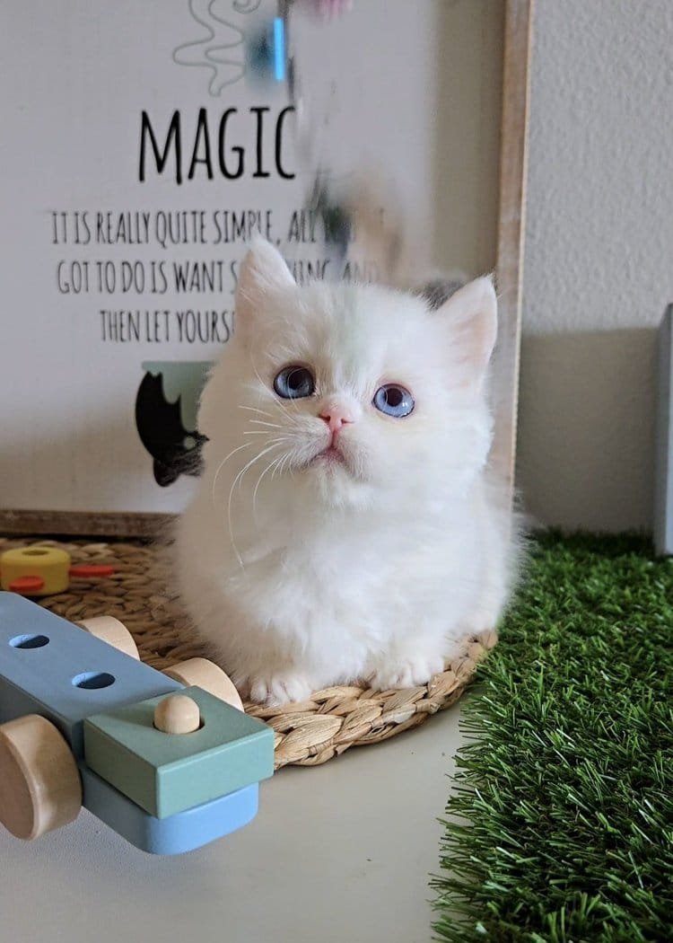Lily, a Munchkin kitten for sale