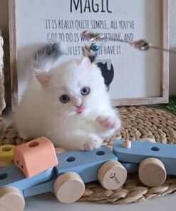 munchkin cat
