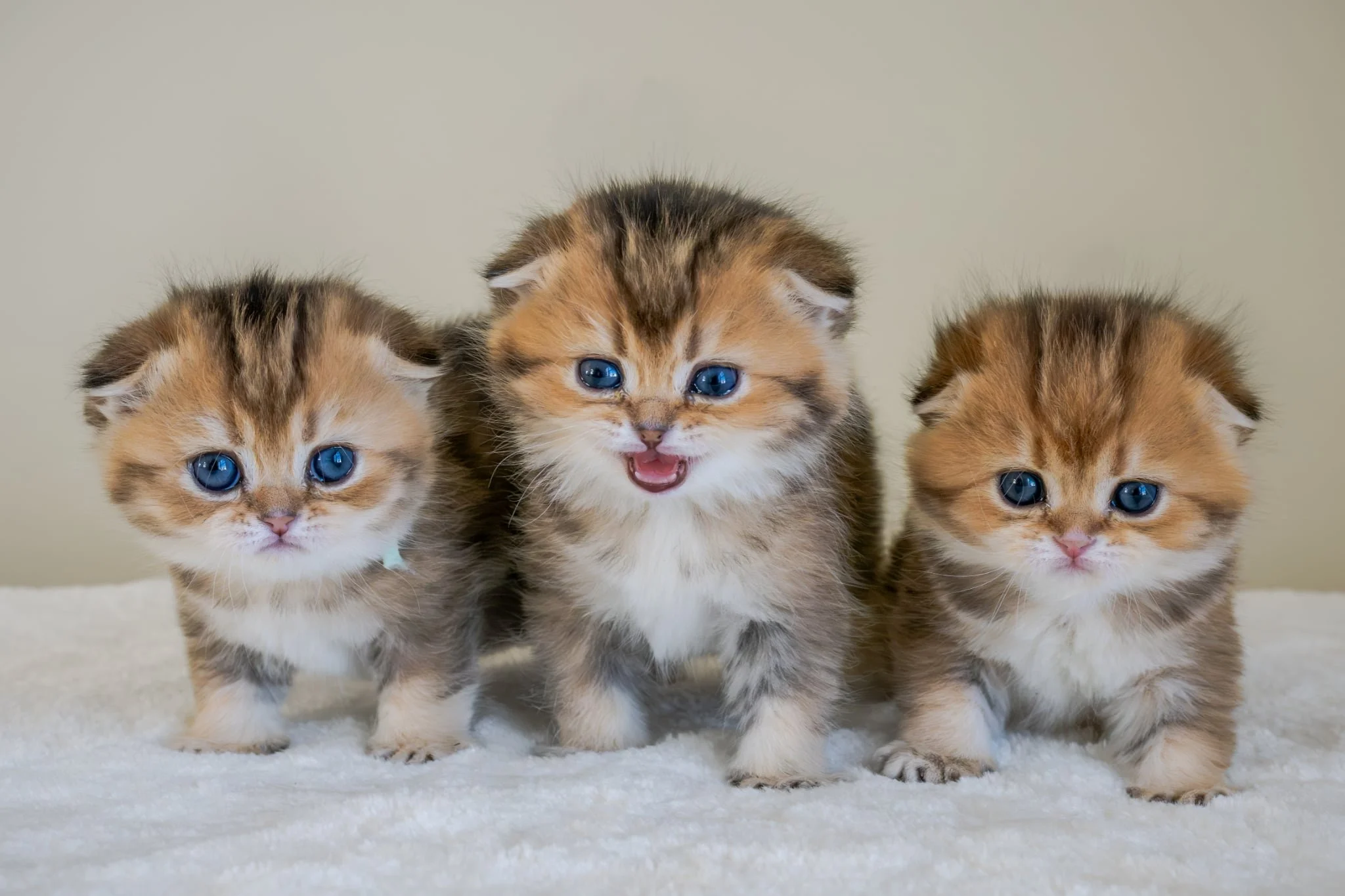 Scottish Fold kitten with folded ears