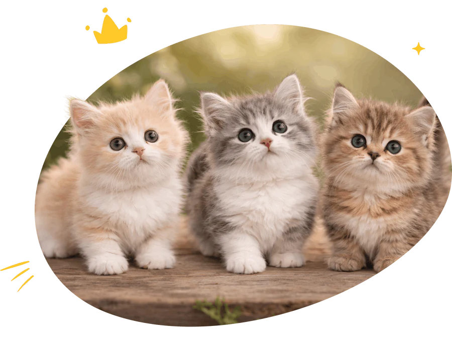 Two fluffy grey Munchkin kittens
